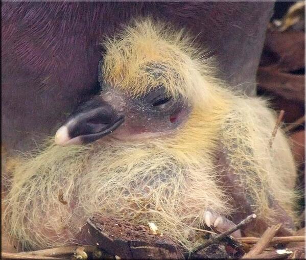 PigeonJon's tweet photo. The reason you never See a Baby Pigeon. 
They are Fucking Ugly and we are Ashamed. Yep. http://t.co/rBF4UVLckB