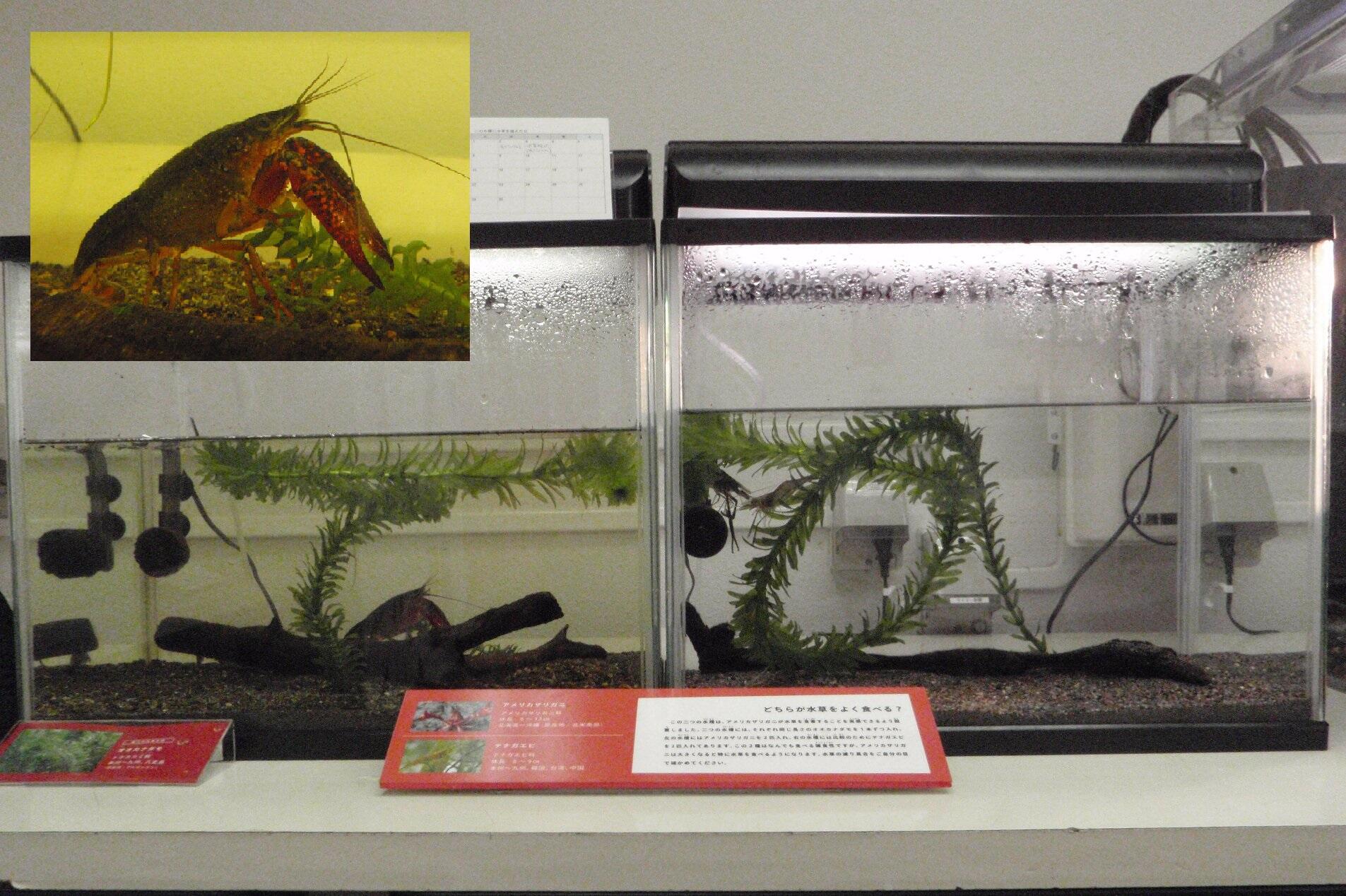 井の頭自然文化園 公式 水生物館で開催中の特設展 身近な外来生物アメリカザリガニ には アメリカザリガニによる水草 の食害を実感できる水槽があります 左側にアメリカザリガニ 右側にテナガエビ 両方に同じ長さの水草を入れました 変化の違いを