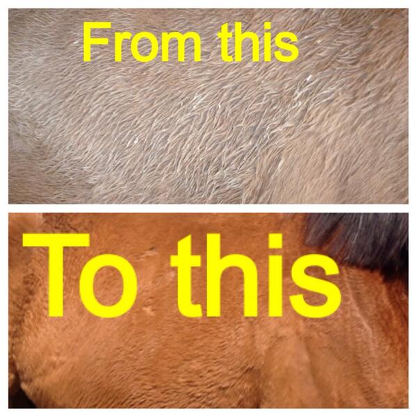 thevelvetrider's tweet image. Taylor went from this....to this. #justsaying @EcoLiciousEQ is #fab #vrreview