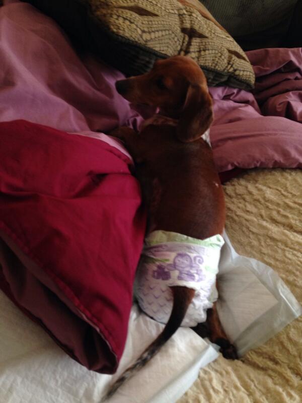 kelsieanndee's tweet image. This is the saddest dog in the world. 😭 #cantwalk #poorback #ifeedherpeanutbuttereveryhour