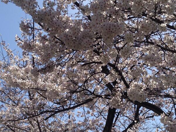 Ottone_Quintet's tweet photo. いよいよ4月になりましたヽ(*＾ω＾*)ﾉ
おっとーねの練習もラストスパートです♪
4月17日は是非阿倍野区民センターにお越しください（＾∇＾） http://t.co/0Y3dVU8XZi