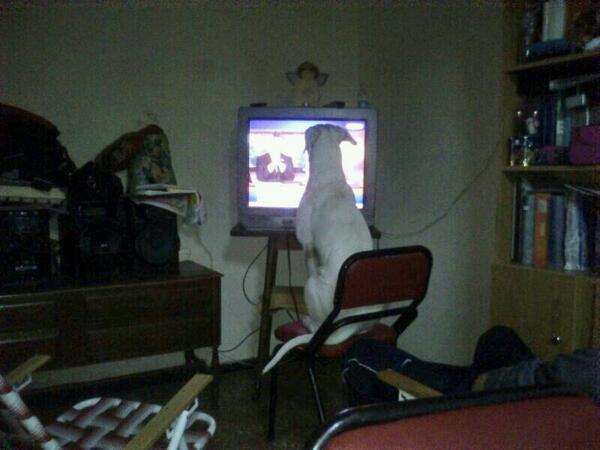 Emiliano Rodriguez tweet media