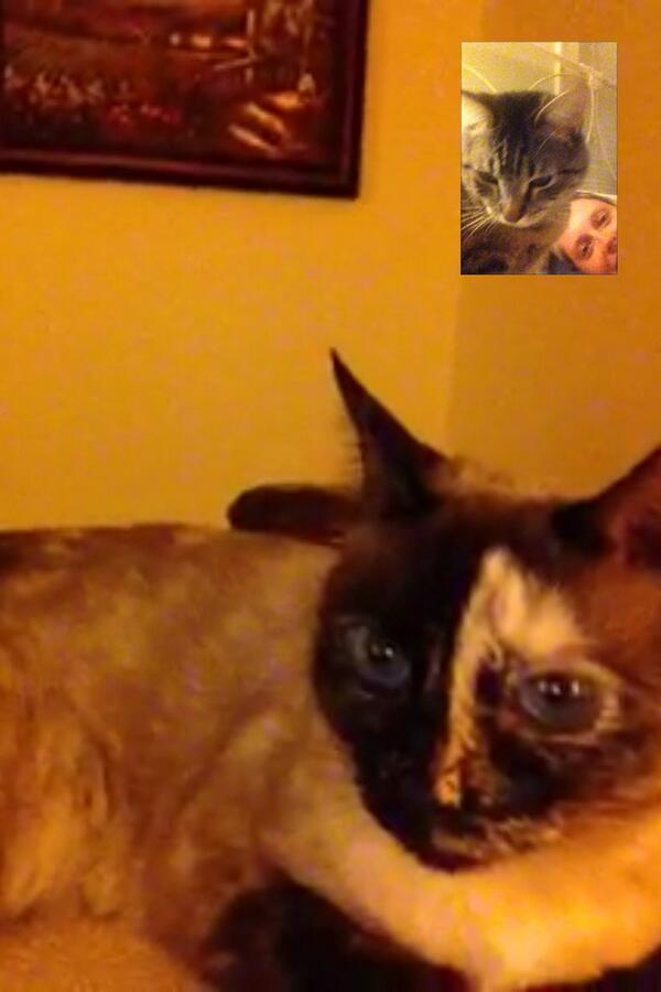 MollyMarie43's tweet photo. "What's up dood?"
"Nmjcu?"
#catfacetiming http://t.co/dhnJeUPjpq