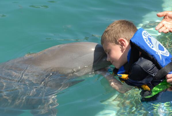 dolphindiscENG's tweet image. #AprilPromo In April kids 1-8 swim with dolphins for free -&amp;gt; bit.ly/1e29hw3