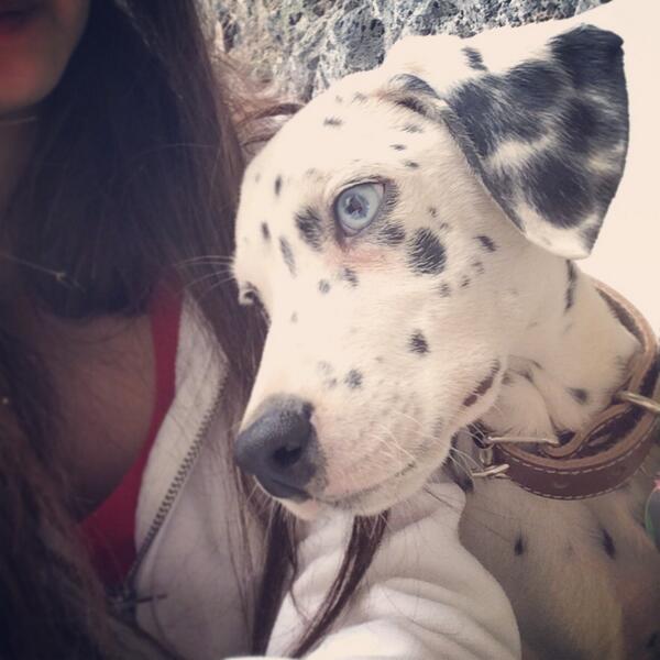 blauemond's tweet photo. "@Lili_Mndz: Ayúdenme a buscarlo se me perdió hoy!!! 😭😭😭😭😭 http://t.co/eTL0WAvXL2" este guapo se perdió en #LasÁguilas #AlvaroObregón