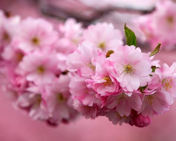 #gamsa #기독교사_ #성경 ... 그를 관찰한 결과 그의 몸에서는 주를 향한 사랑이, 그 피흘림이,  석류즙처럼 붉고 죽음같이 강하다는 것이다.  cafe.daum.net/eternalgospel7…