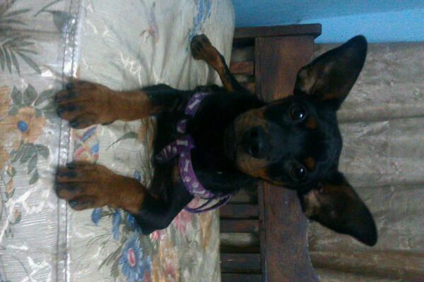 AdoptaUnGato1's tweet image. Chiquito fue encontrado hace un mes en catia si alguien lo reconoce 04141192737 de lo contrario será dado en adopción