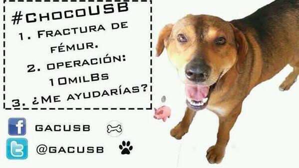 gacusb's tweet photo. La fractura de #ChocoUSB  es en la cabeza del fémur y necesita operarse, lo ayudas? http://t.co/H9mUvNuRgI