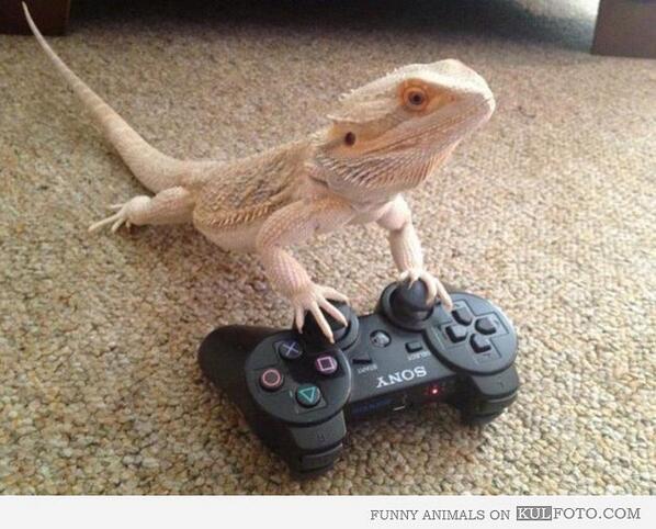 MAJORLAZER's tweet photo. IGUANA PLAY FIFA http://t.co/kHTaPrqMpK
