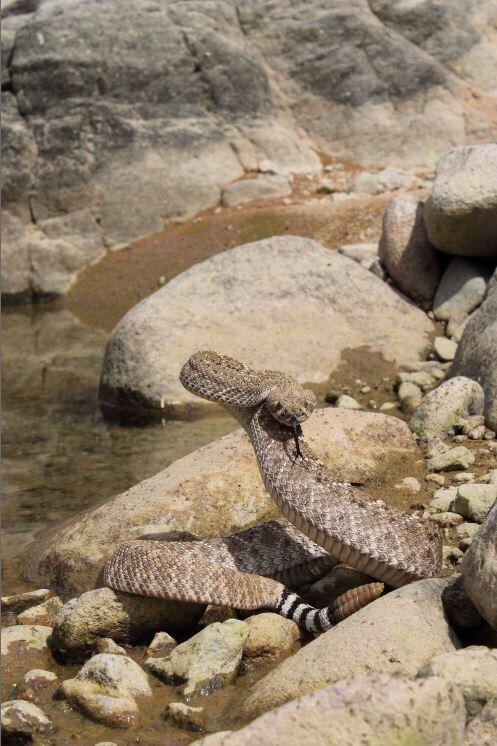 azcentral's tweet image. #AZ365: A Western Diamondback coils and rattles a warning to step back! ow.ly/vnce2