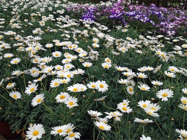 Goodteaparty's tweet image. Summer is on the way, make sure you put a date in your diary for an afternoon tea garden party. #dublin #London