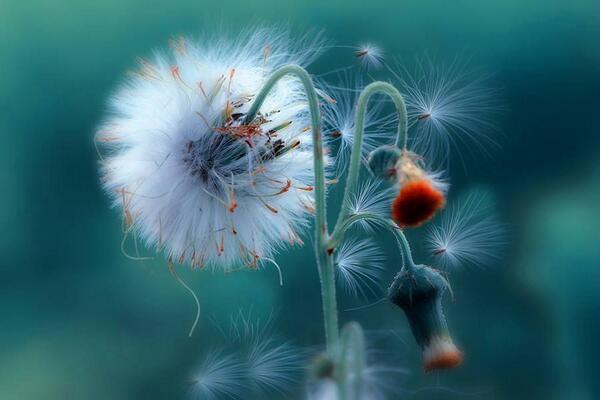Gabriele_Corno's tweet image. Wild Flower by Ellena Susanti #spring