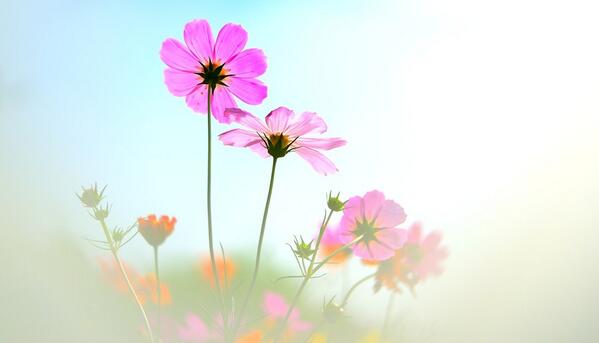 Gabriele_Corno's tweet image. Spring by Katsumi Uemura #flowers