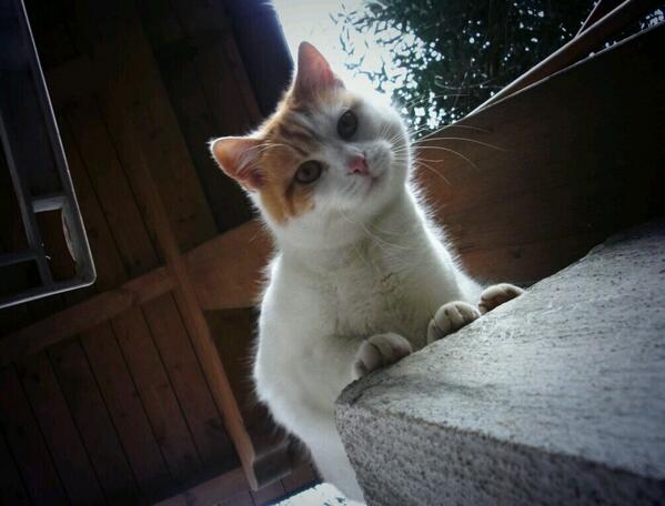 MassManci's tweet photo. Curiosona! #fermitutti #animals #animali #gatti #catsofinstagram http://t.co/eb6fHV3uzw