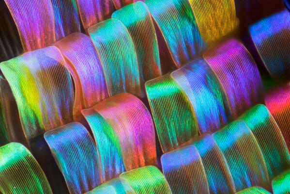allpeim's tweet image. Geométricas y coloridas alas de mariposa: Estas macrofotografías han sido realizadas por el... medioambiente.org/2014/04/geomet…