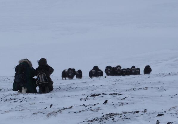 drjoelberger's tweet photo. READY FOR THEIR CLOSE-UP - Olga Starova and I count Wrangel I. muskoxen for @TheWCS-Russian surveys. Amazing animals! http://t.co/77DOhP1Spt