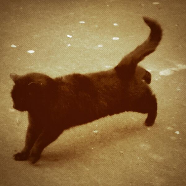 ScreamLiverpool's tweet image. Nero the hero is stepping up for the kids, will you ? #varietychildrenscharity