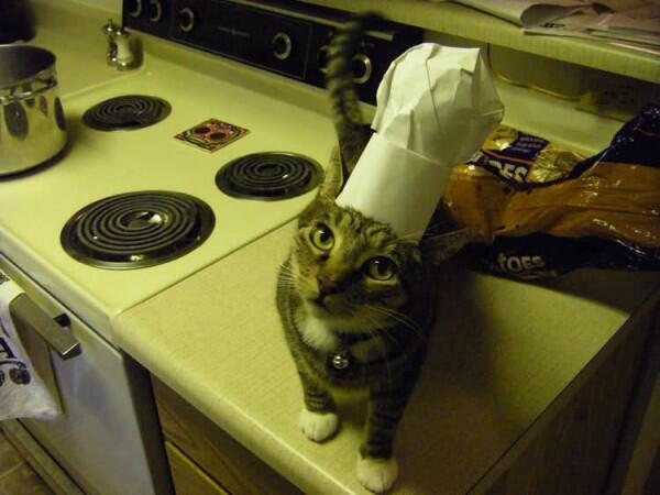 Image result for cat as chefs