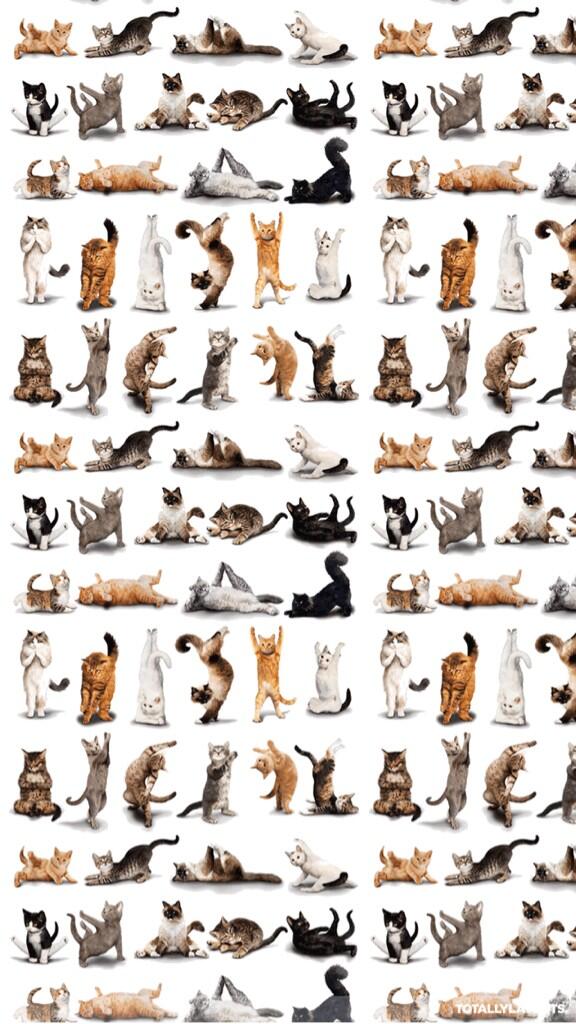 yoga cats:)