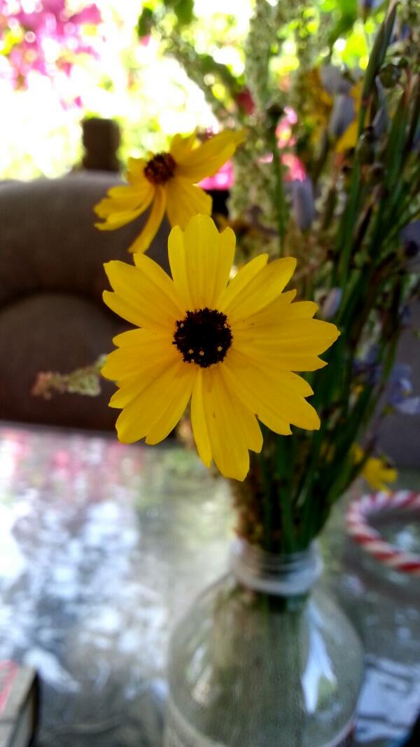 scootermax205's tweet image. So im giving in on Twitter.. first time user over here.. -___▪ #noobproblems #haveabeautifulday #wildflowers