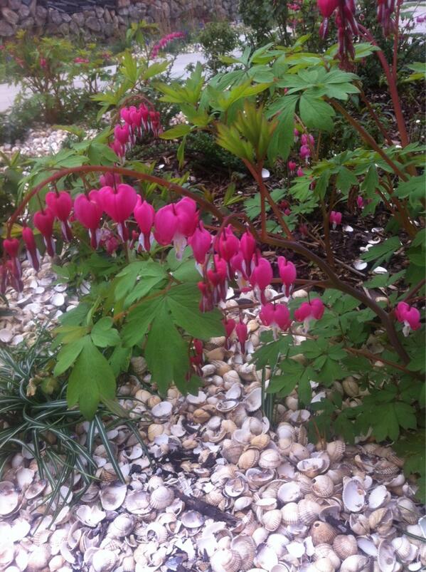 MLBCGarden's tweet photo. Dicentra spectabilis, one of our faves http://t.co/IeQADahgRj