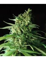 CannabisTrainU's tweet photo. herbage is good for the soul
http://t.co/SO3r644lDW
#marijuana #herbage #ganja #weed #cannabis http://t.co/NfJyFNgCtM