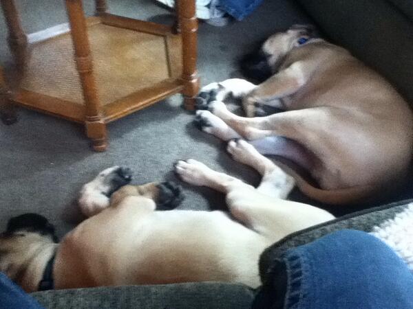 breannabb2's tweet photo. @thtaznkidovrthr the dogs sleeping. And snoring. http://t.co/g15NaqjPGN