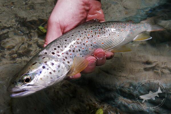 TFM_Europe's tweet photo. Brown Trout on a March Brown 
#browntrout #troutfisherman #flyfishing http://t.co/dazbnnQgmQ