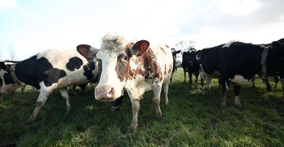 NotImpossible's tweet image. Why Farmers Are Connecting Their Cows to the Internet zoot.li/2n0o #computerinterfaces #agriculture