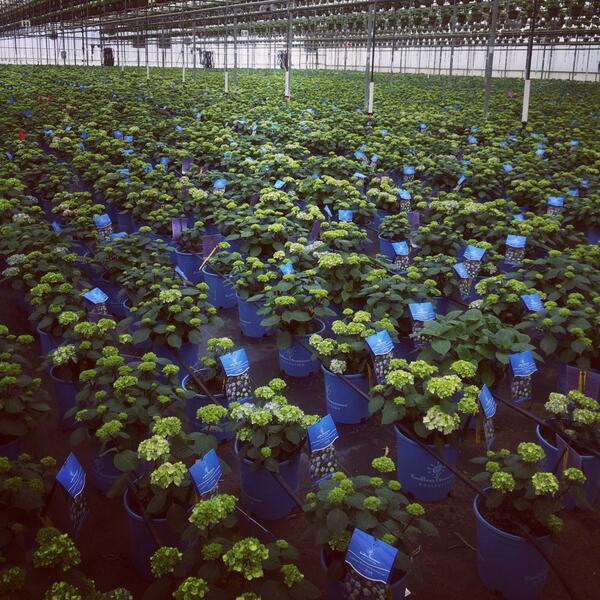 ESHydrangeas's tweet image. BloomStruck™ is such a prolific bloomer...wow! These will be ready and #blooming just in time for #MothersDay!