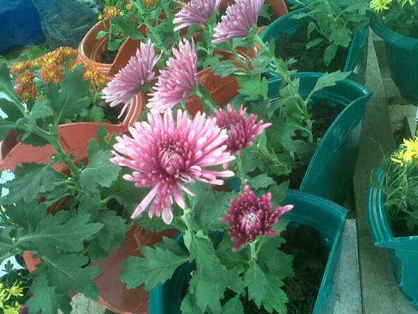 Rumahsore's tweet image. One of our favourite! Purple chrysant!! They're look so gorgeous!