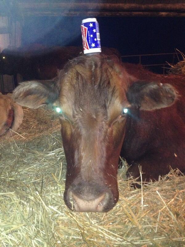 Stuffonmycows's tweet photo. King of beers #usa http://t.co/HsBMGH2dSo