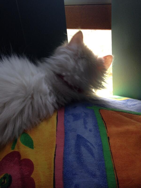 madddy122's tweet image. LOL caught her peepin out the window, you can only dream Cleo #insidecat