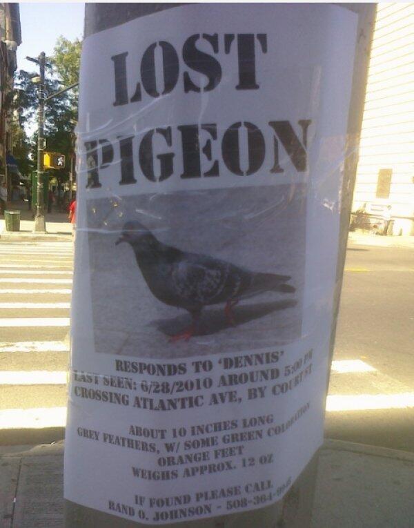DeidPigeonsPal's tweet photo. @DeidPigeon omg we've been searching for you everywhere!!!! #SareWings http://t.co/0tYhhM9E5n