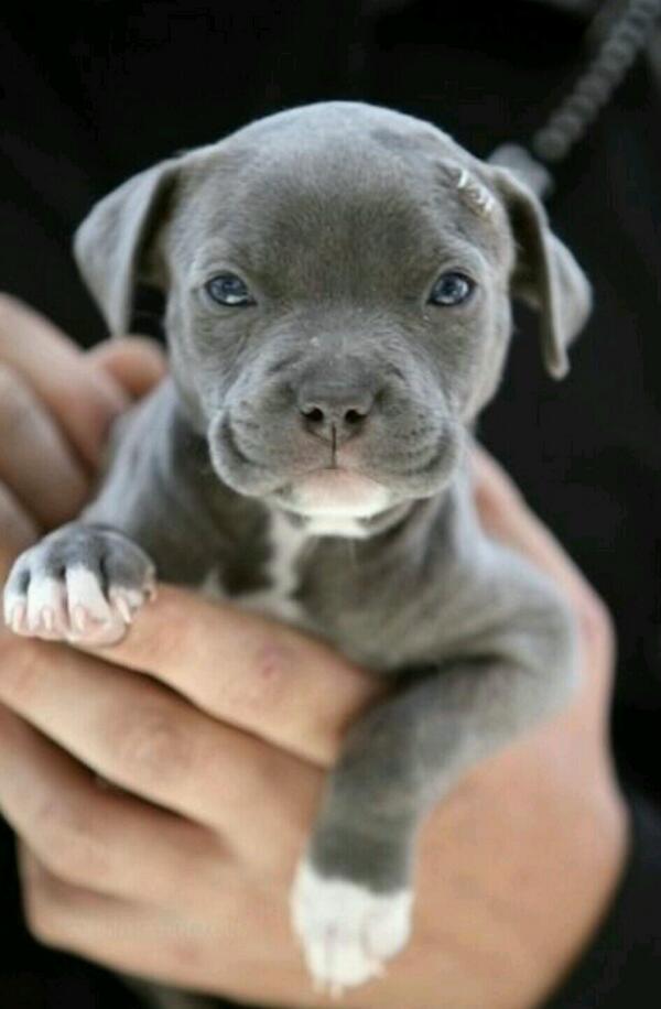 PitbuIIs's tweet photo. http://t.co/EnkDftLj6c