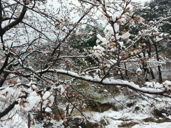pureholicdk's tweet photo. 벚꽃에 눈이라.. RT @nanseHero: ## 강원산간에 어제 저녁부터 오늘 아침까지 15cm안팎의 눈이 내렸다. 막 피어난 벚꽃위에  하앟게 눈이 덮였다. 강릉시 성산면 일대. http://t.co/WUvD111LR4