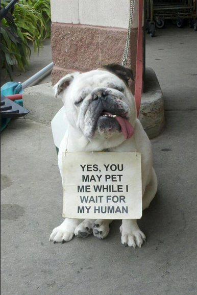 wordstionary's tweet photo. "Just waiting for my human" http://t.co/Tbo3yrxMHi