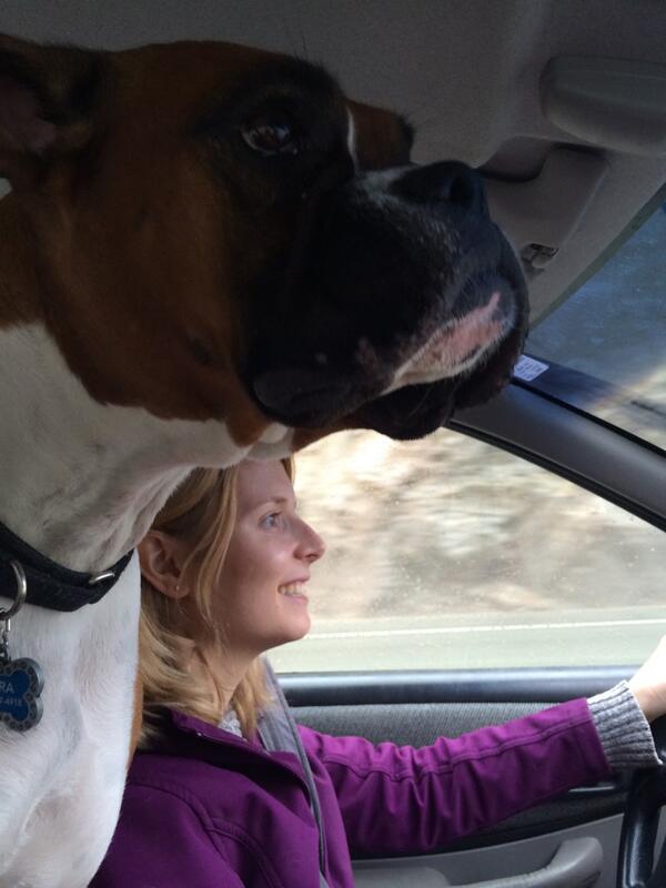 yojolew's tweet photo. @TyraThePup mom are we there yet???? @GillEpp http://t.co/2ZZUwJVf4A