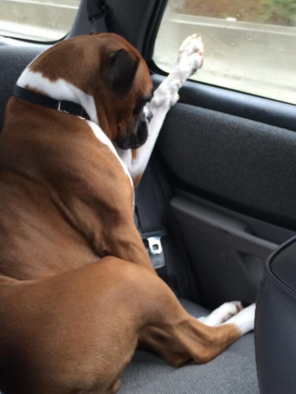 yojolew's tweet photo. @TyraThePup Jesus Christ I have to pee!!! Can we pull over pretty please... Please please pleaseeeeeeee! @GillEpp http://t.co/OKmRWbDfxT