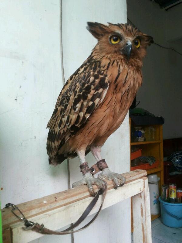 Muhammad Arif On Twitter Burunghantu Dijual Buffy Fish Owl Umur