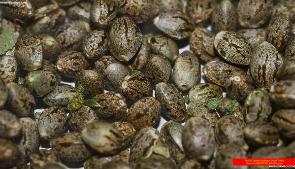 #marijuana #seeds #marijuanaseedscanad