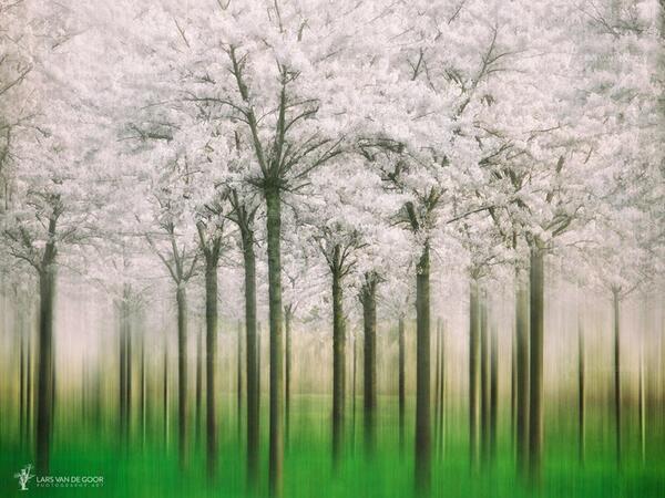 Gabriele_Corno's tweet photo. Springpression, The Netherlands by Lars van de Goor #spring #forest http://t.co/S6MwyW9DlQ