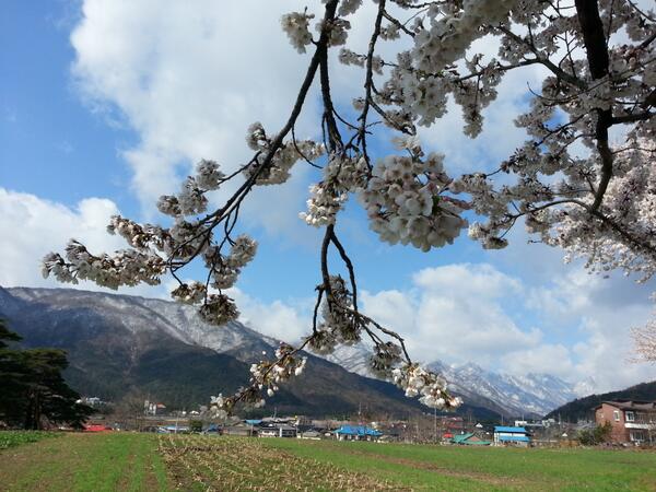 nanseHero's tweet photo. ## 벚꽃이 활짝 핀 설악산 진입로. 멀리 눈 덮인 설악산과 벚꽃이 어우러져 봄과 겨울이 공존하는 그림같은 장면이 연출됐다. http://t.co/fOfq2MOKY9