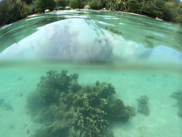 pketron's tweet image. Coral + beach #optrix