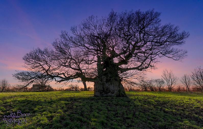 FOREST EUROPE on X: "Legendary #trees: The Bowthorpe Oak, is perhaps  England's oldest oak tree with an estimated age of over 1,000 years  http://t.co/XYGFrx1nDH" / X