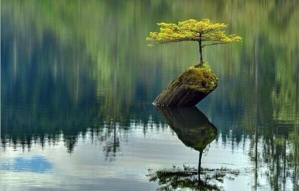 Hayat inanılmazdır...Ölü bir ağaç dalının üzerinde hayata tutunan başka bir ağaç.