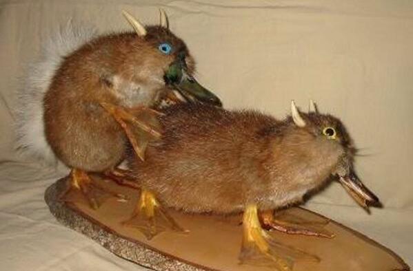 Mrs O'Reilly (@mrs_o_reilly) on Twitter photo “<a href="/CrapTaxidermy/">Crap Taxidermy</a>: "My minds telling me noooo. But mah bady, mah badees tellin me yeeeaaahh." ”<a href="/KatieRourkus/">katie rourke</a> “<a href="/CrapTaxidermy/">Crap Taxidermy</a>: "My minds telling me noooo. But mah bady, mah badees tellin me yeeeaaahh." ”<a href="/KatieRourkus/">katie rourke</a>