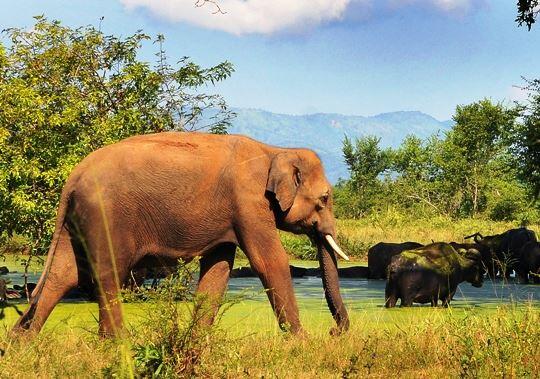 KumbukRiver's tweet photo. Blue, green and brown: Yala National Park is endowed with many ecosystems that gives it many faces. http://t.co/FXFiOVIiNd