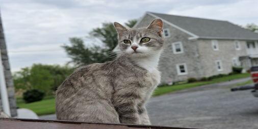 Feliway's tweet photo. Are you moving home &amp; worried about your cat? Find out how to make moving home easier http://t.co/EEszmAE07L http://t.co/UTtzZnomJL