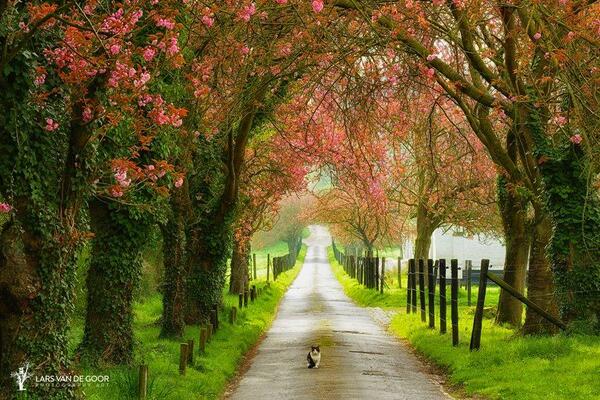 Gabriele_Corno's tweet photo. Spring Path, The Netherlands by Lars van de Goor #cat #spring #path http://t.co/dIFPGhDqKV